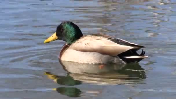 Drake Mallard on Lake — Stock Video