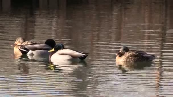 Mallards op het meer — Stockvideo