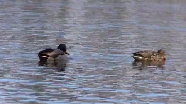 Mallards na jezeře — Stock video