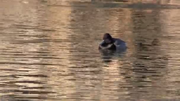 Lesser Scaup on a Lake — Stock Video