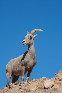Çöl Bighorn koyun Ewe