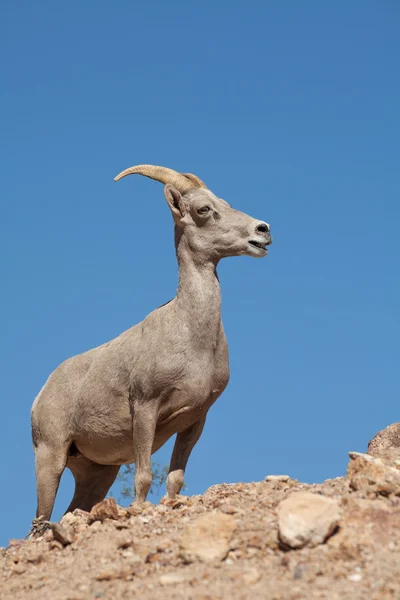 Pustyni Bighorn Sheep owca — Zdjęcie stockowe