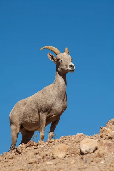 沙漠大角羊母羊 — 图库照片