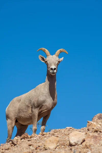 砂漠の Bighorn ヒツジ羊 — ストック写真