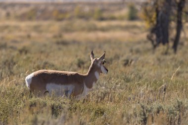 pronghorn antilop doe