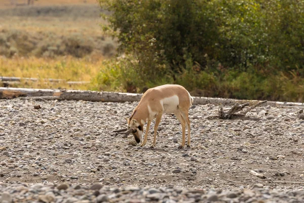 Αντιλόπη Pronghorn Buck Rutting — Φωτογραφία Αρχείου