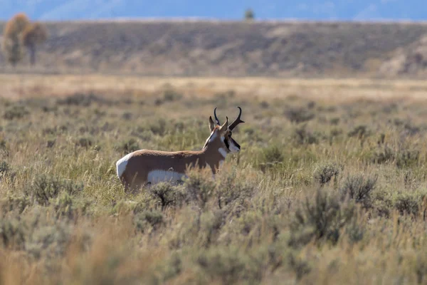 Pronghorn antilope Buck — Stockfoto