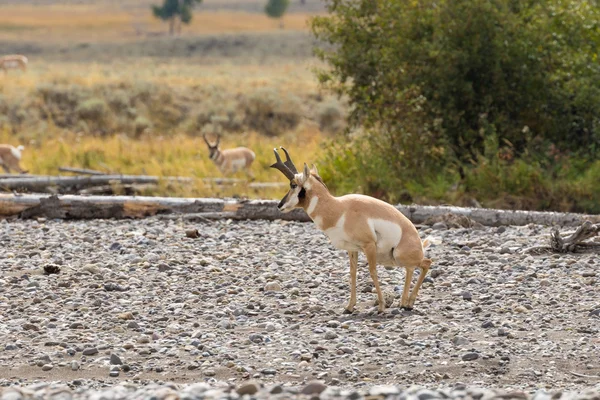 Rutting Pronghorn antelope Buck — Stock Photo, Image