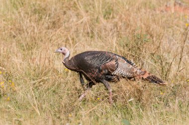 Wild turkey işkembe