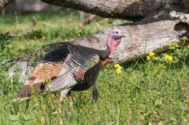 Wild turkey işkembe
