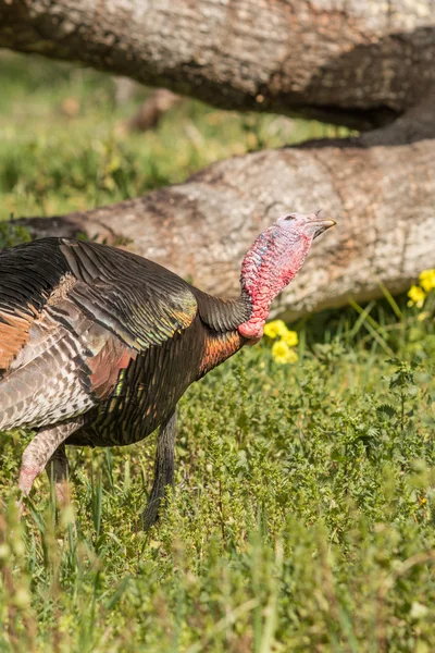 Wilde kalkoen gobbler — Stockfoto