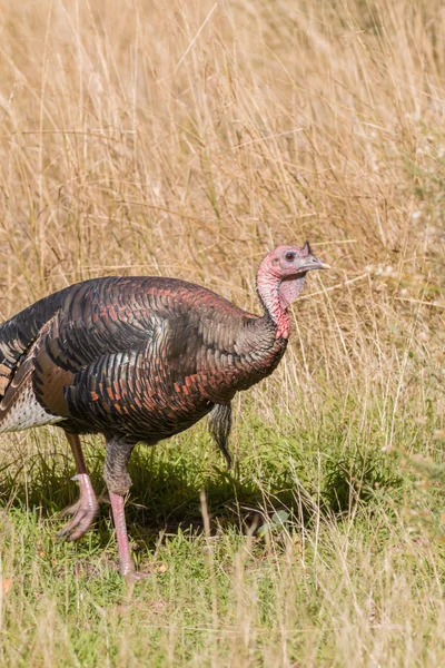 Wild turkey KALKONTUPP — Stockfoto