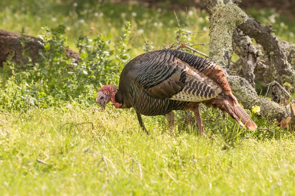 Wilde kalkoen gobbler — Stockfoto