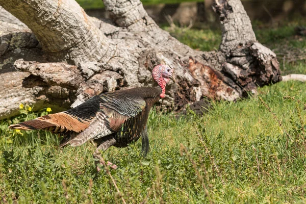 Wilde kalkoen gobbler — Stockfoto