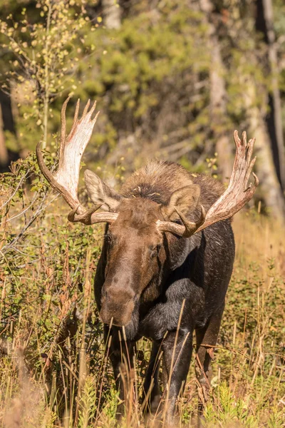 Grande Bull Moose — Fotografia de Stock