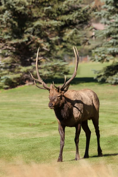 Rutting Bull Elk — Stock Photo, Image