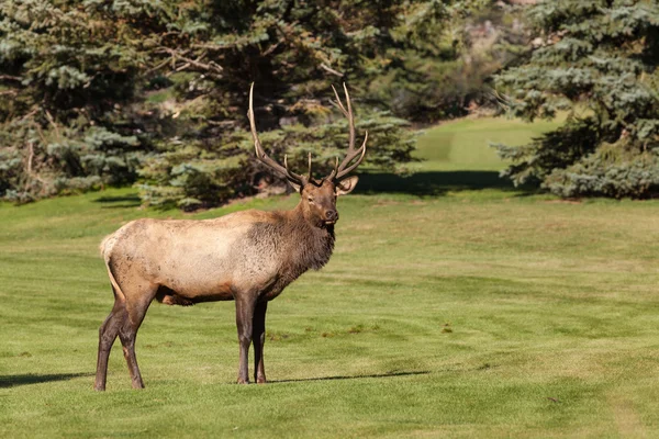 Rutting Bull Elk — Stock Photo, Image