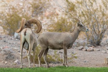 Çöl Bighorn Ram ve Ewe