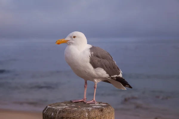 太平洋沿岸に沿うカリフォルニアカモメ — ストック写真