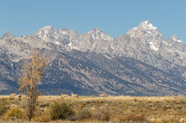 Pronghorn antilop Tetons Güz içinde