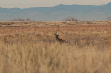 Whitetail Geyik Buck çalıştıran