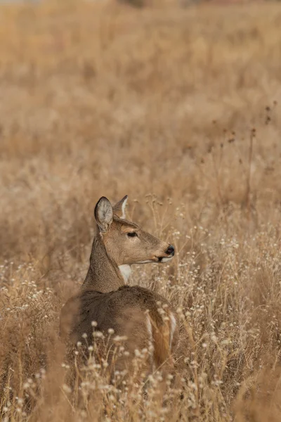 Hert met witstaart — Stockfoto