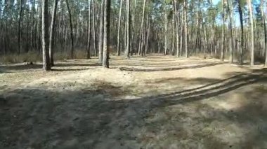 Bisiklet park veya güneşli bir gün ormanda bahar gezisi. Bisikletçi gölgesi