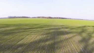 Uçuş ağaç gölge ile kırsal bahar yeşil alanın üzerinde. Hava