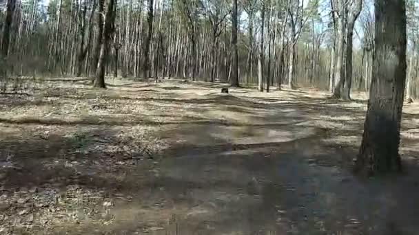 Snabb körning cykel på trä. POV klipp — Stockvideo