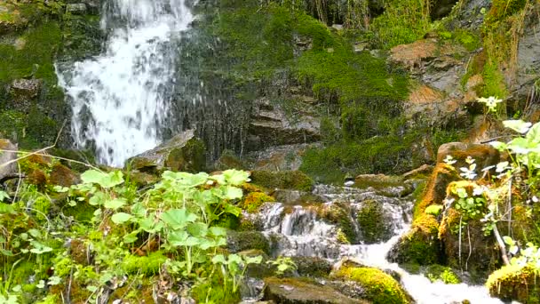 Zeitlupe. kleiner Wasserfall in grünen Pflanzen und Bach — Stockvideo
