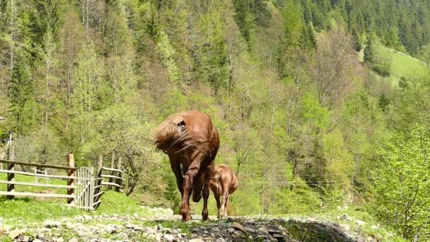 Медленное движение лошадей в сельской местности — стоковое видео