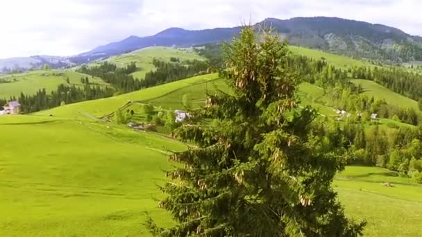 Aerial.r Vol au-dessus des collines montagneuses lumineuses d'été et arbre avec des cônes — Video