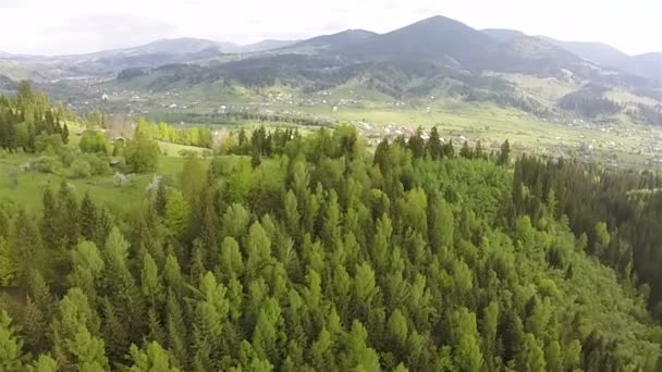 Luchtfoto. Hout op de hellingen van de bergen met bocht — Stockvideo