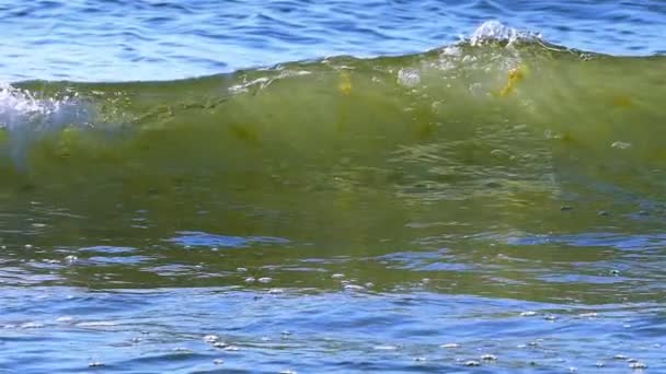 Ağır çekim. Yaz deniz dalgaları yakın çekim — Stok video