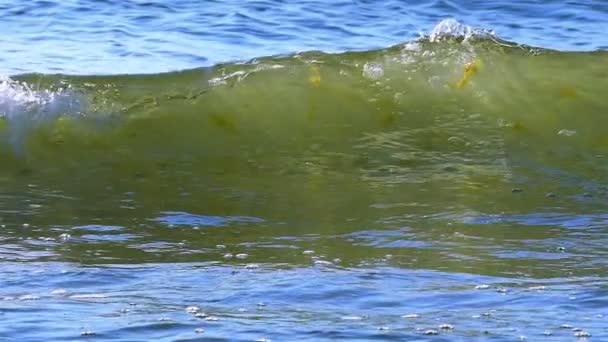 Slow motion. Summer  Sea waves  close up — Stock Video