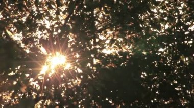  Güneş, güneş ışınları ile ahşap bırakır. Timelapse