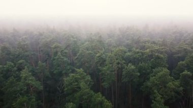 4K Havacılık. Sisli bulutlu bir günde ağaçların üzerinde. Peyzaj