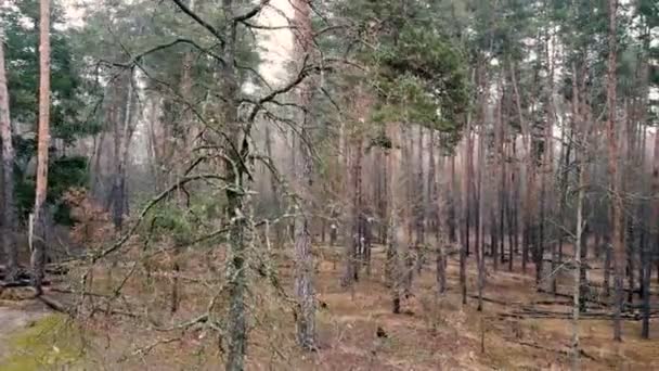 Aerial Voe Com Volta Lenta Sobre Velha Árvore Seca Madeira — Vídeo de Stock