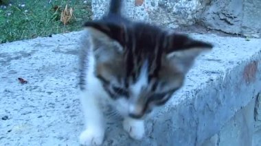 Küçük sokak yavru kedi