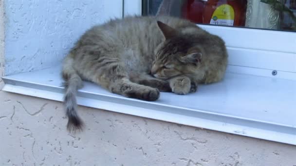 Schlafende Katze auf der Fensterbank — Stockvideo