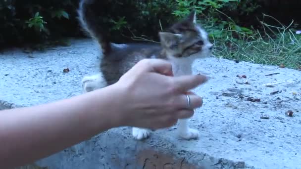 Die weibliche Hand bügelt ein Kätzchen — Stockvideo
