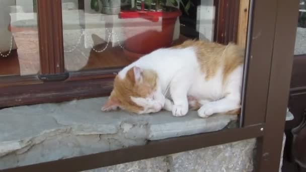 Sleeping red cat — Stock Video