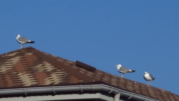 Seagulls on a roof — Stock Video