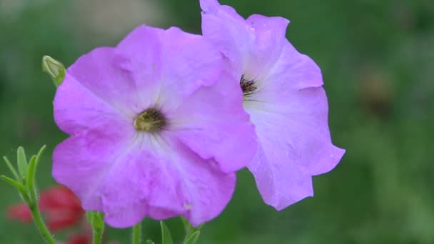 Μωβ λουλούδι σε μεγάλο βαθμό — Αρχείο Βίντεο