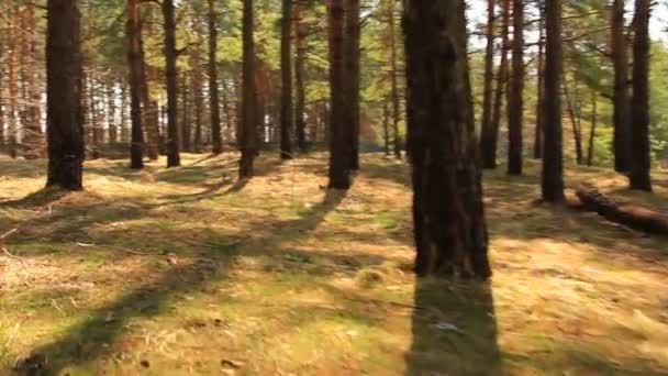 Corre sobre el bosque de primavera. Estabilizado — Vídeo de stock