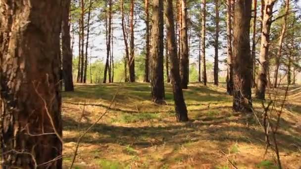 Lopen op het voorjaar hout. Gestabiliseerde — Stockvideo