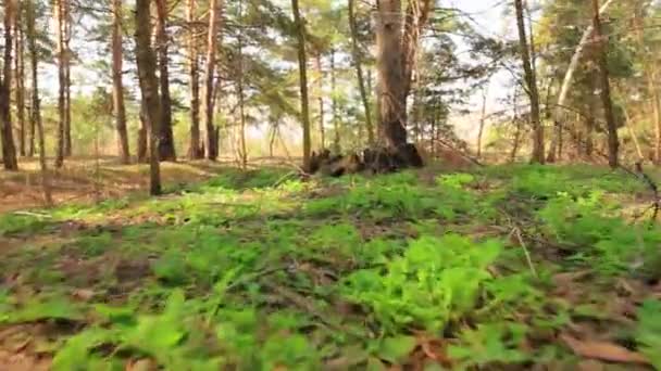Животные загоняют POV в лес. Стабилизированный клип . — стоковое видео