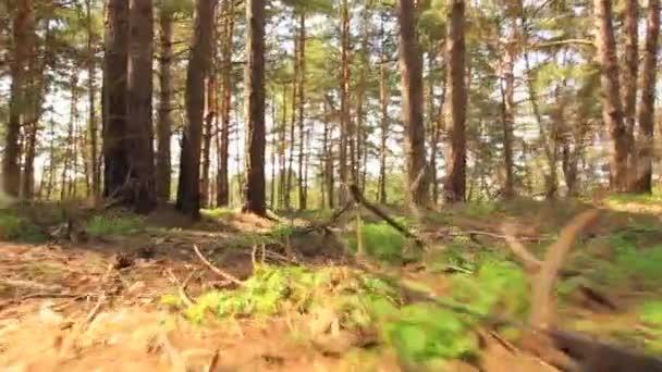 Animal run  POV in wood. Stabilized. — Stock Video