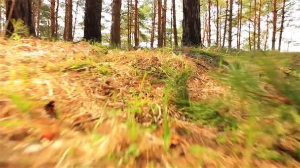 Pov de corrida animal em madeira. Movimento lento estabilizado — Vídeo de Stock