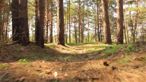 Djur springa Pov i trä. Stabiliserad ultrarapid. — Stockvideo